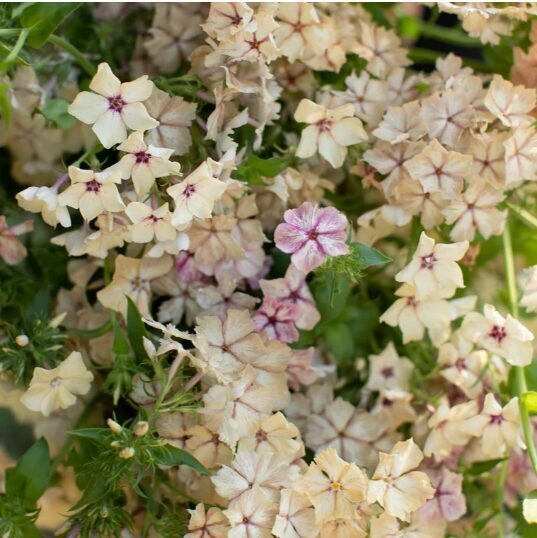 Drumonda floksis CREME BRULEE 20 sēklas 